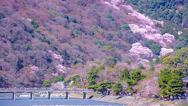 桜色に染まる嵐山（渡月橋）