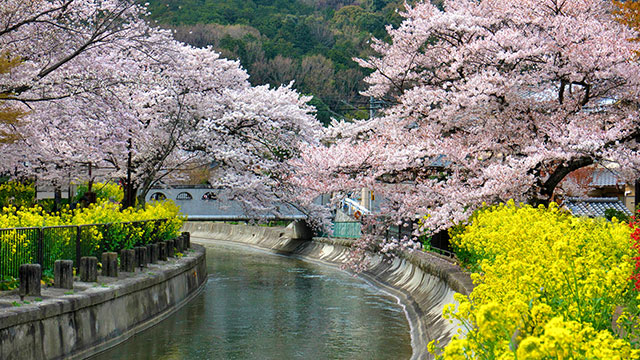 京都 山科疏水（琵琶湖疎水）》の魅力と見どころを1ページでサクッと紹介！ 水路沿いの桜並木が美しい散策に最適な場所- MAR-KER